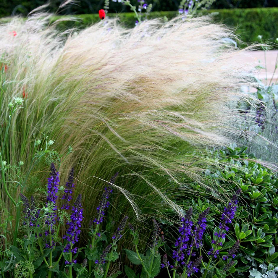 Stipa tenuisima: eleganta aerata pentru orice gradina